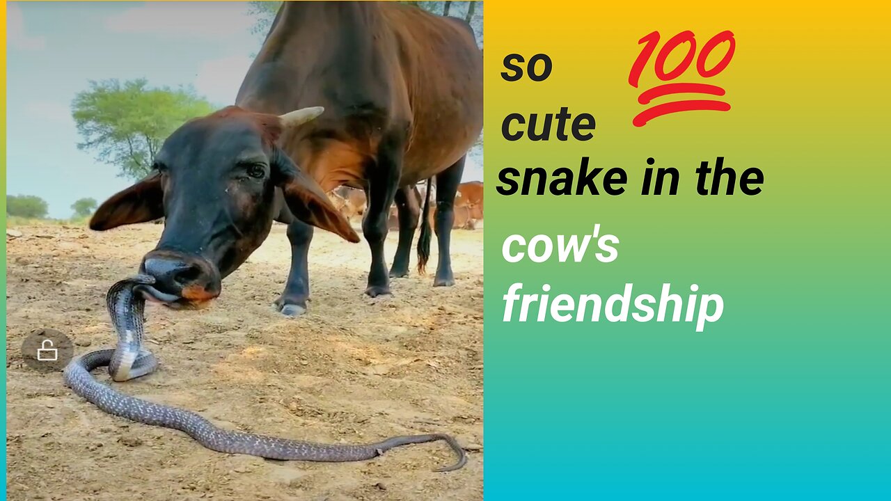 So cute snake in the cow's friendship