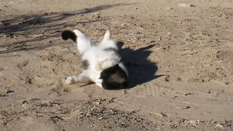 Our Cats #32 #shorts - For Pasha the Cat Happiness is Rolling in Dirt