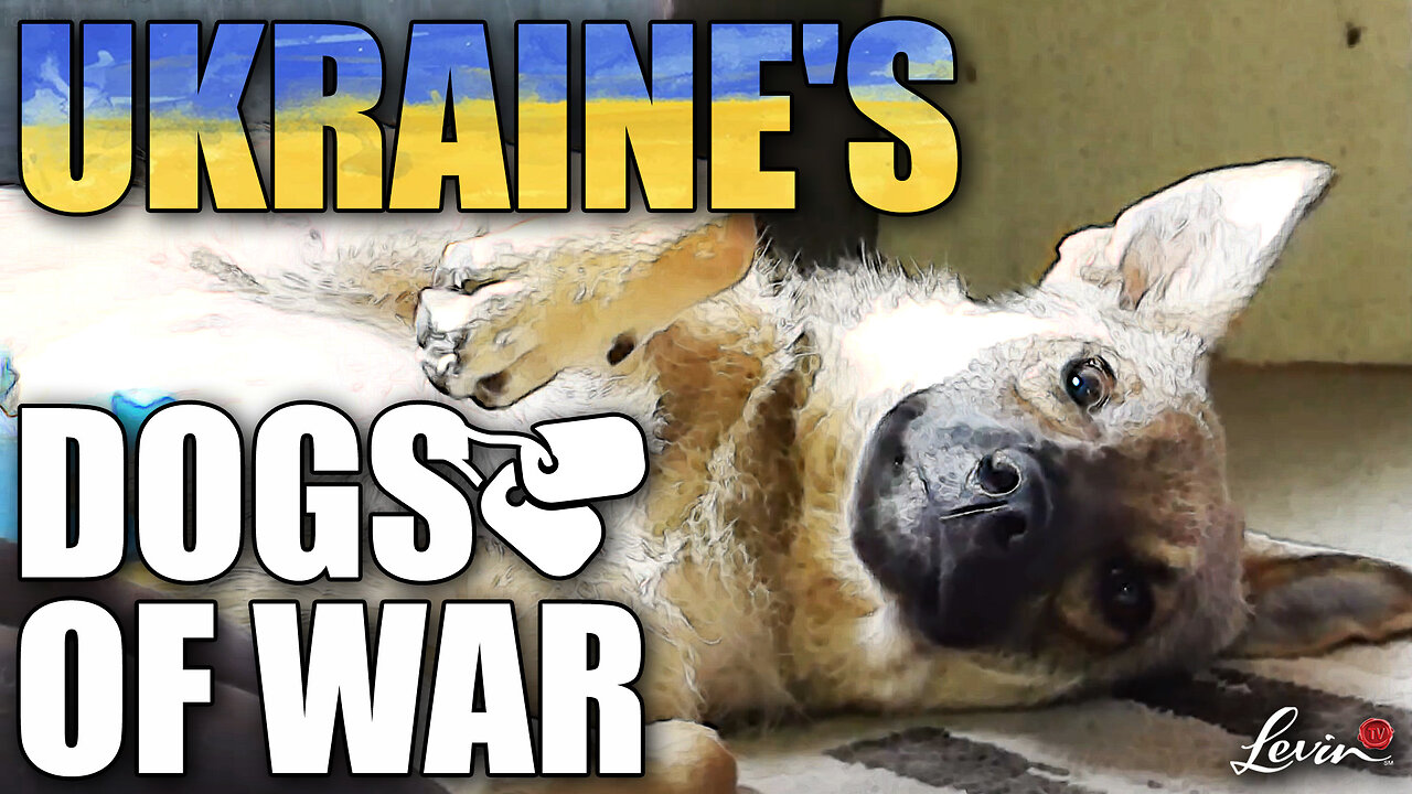 Ukraine’s Dogs of War