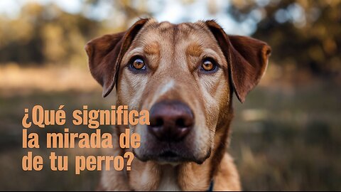 Descifra el lenguaje corporal de los perros y fortalece el vínculo con tu mascota!