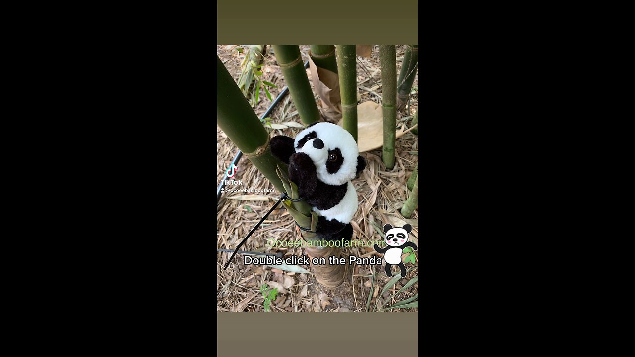 Orlando Areas Largest Clumping Bamboo Nursery