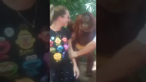 Naughty and funny Monkey , Brilliant Monkey #shorts
