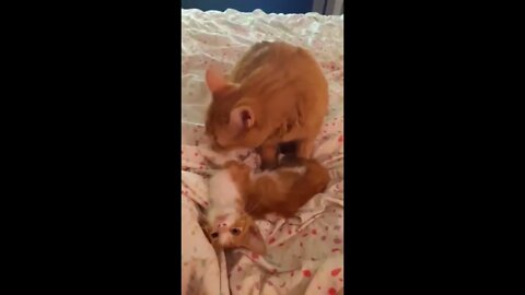 New Kitten