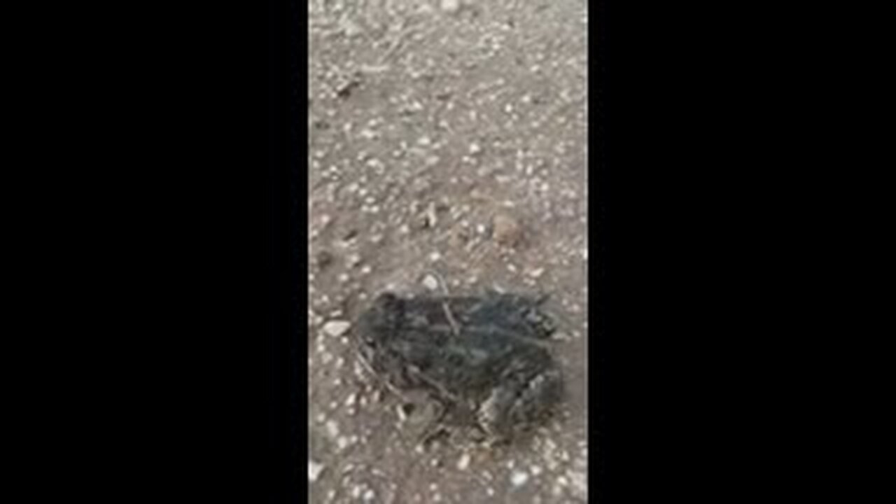 Toad Chasing #shorts
