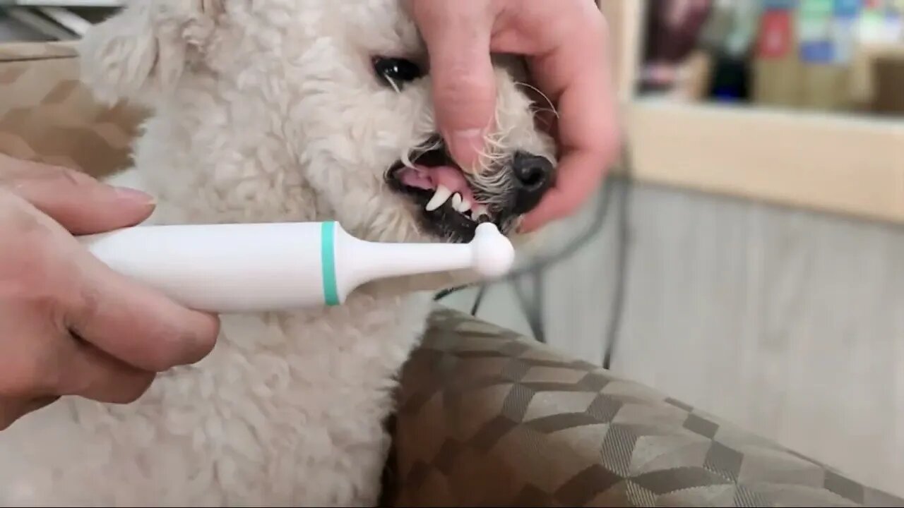 Dog tooth brush | Funny cute pets lovers | #Shorts | link in description