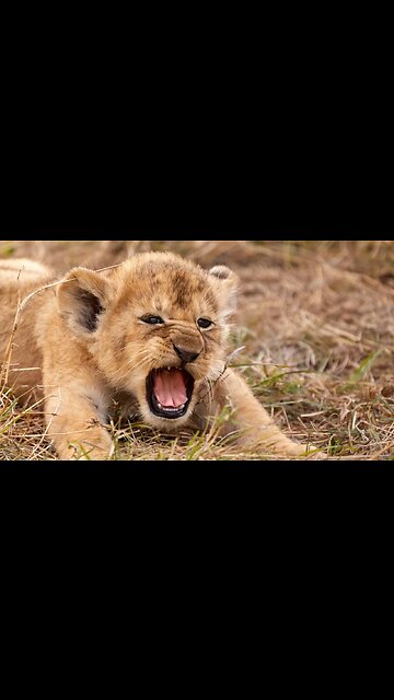Adorable Lion Cubs