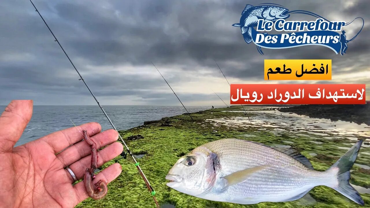 استهداف اسماك زريقة او الدوراد رويال في مصايد الصخيرات رفقة الرايس عمر - Pêche A La Dorade au Maroc