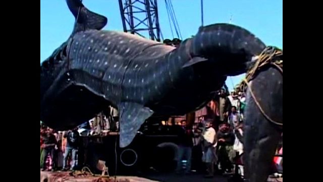 Fisherman Catch Giant Shark