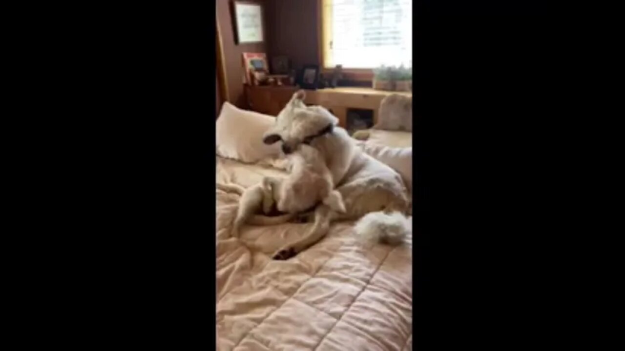 Ares Jack Russell and Pyrenees lab fought 5 hours. Germanees came to help Pyrelab.