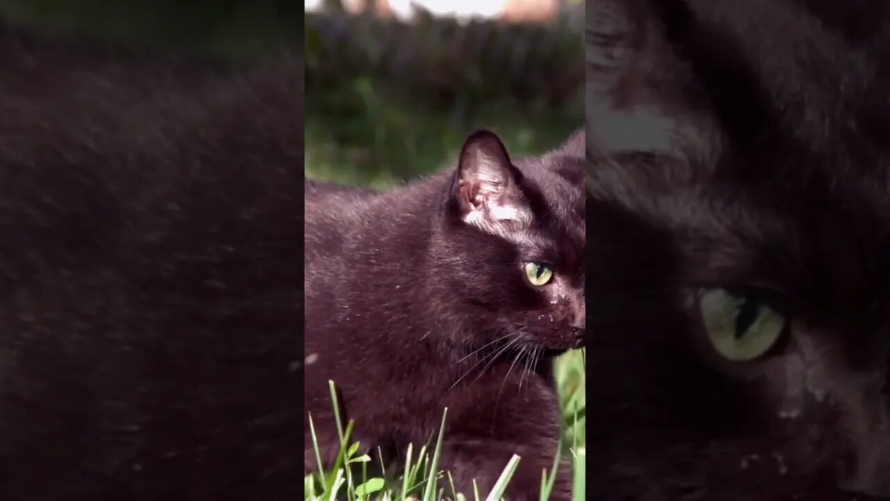 Do Black Cats Really Bring Bad Luck? #facts #viral #fact #trending #shorts #short