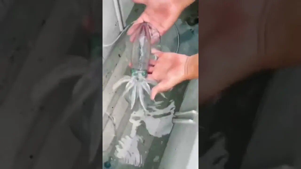 Glass squid changes color instantly