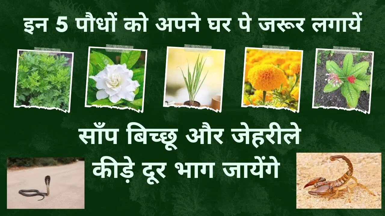 पौधे जो साँप , बिच्छू और कीड़ो को आपके घर से दूर रखे | 5 plants tnecessary to grow in house