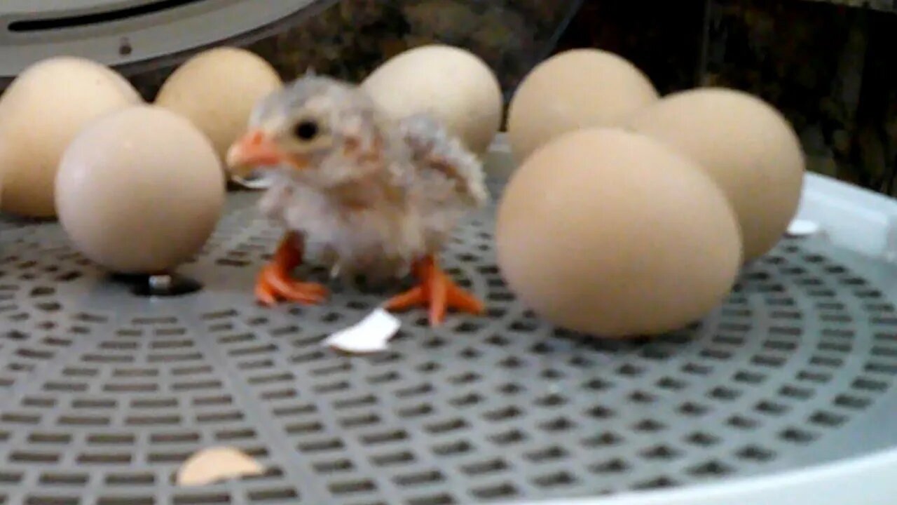 Watch as a guinea keet emerges from its egg.