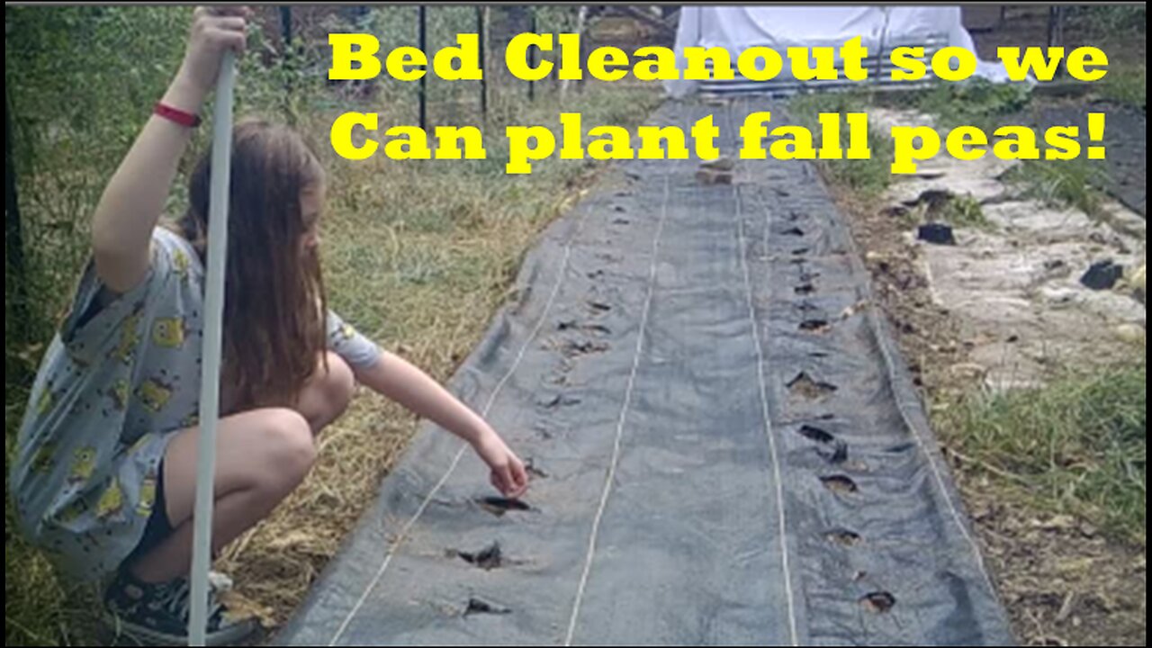 Gardenbed cleanout and planting fall peas