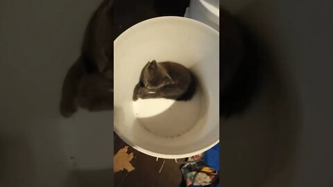 Asleep in the bucket