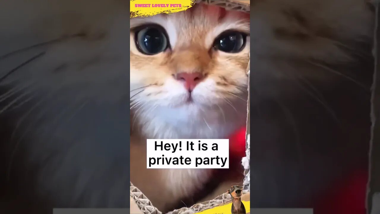 Look at This! 🐈 🐈 🎸 Private Disco Cats Party #Shorts