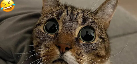 Funny animal video 2023 - Funny cat//dogs - Funny animals