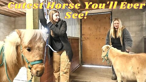 Huge Honey Update