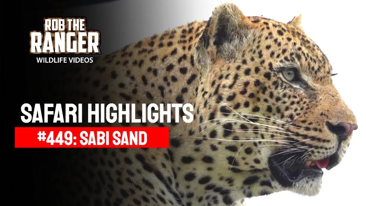 Safari Highlights #449: 08 - 13 December 2016 | Sabi Sand Nature Reserve | Latest Wildlife Sightings