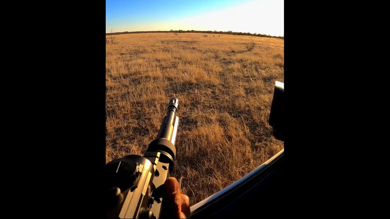 Wildlife Vets in quick and decisive action with a springbok collaring at Etosha Heights