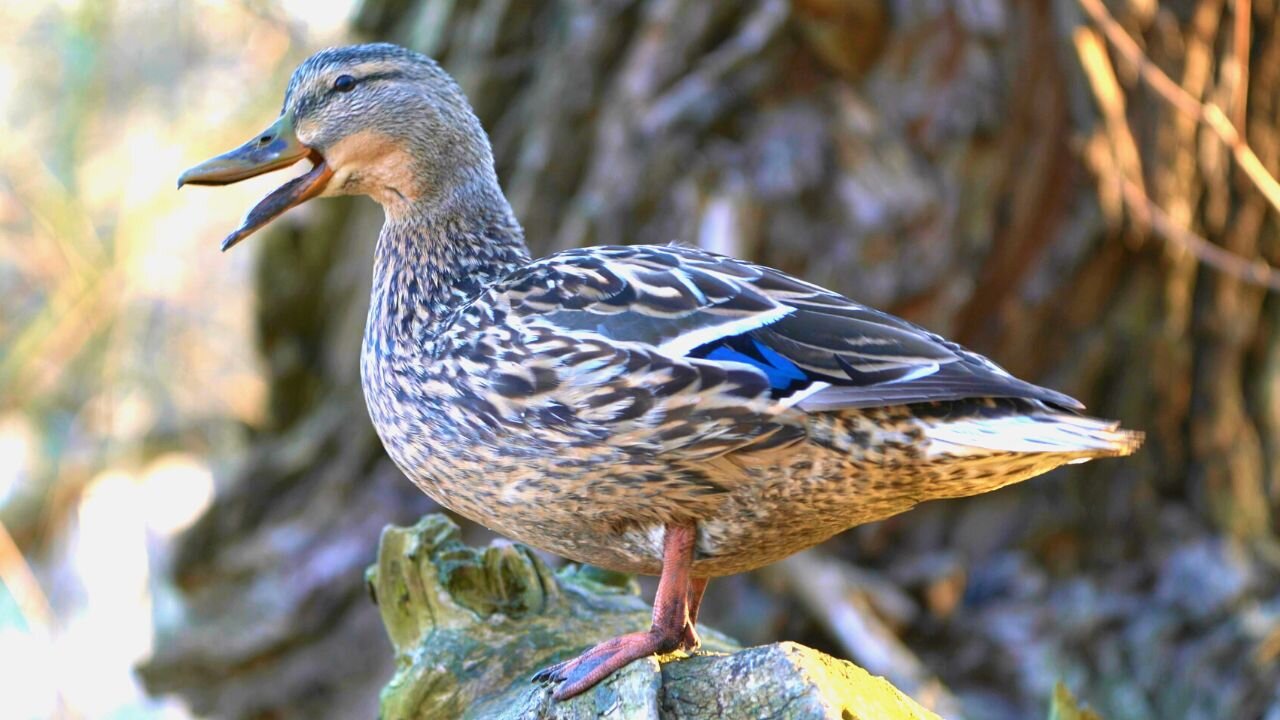 Female Mallard Duck Quacking In A Tree