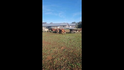 Cows and calves on a fall morning.