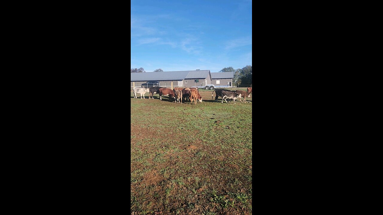 Cows and calves on a fall morning.