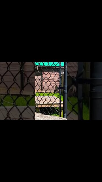 Super cute fluffy black fox