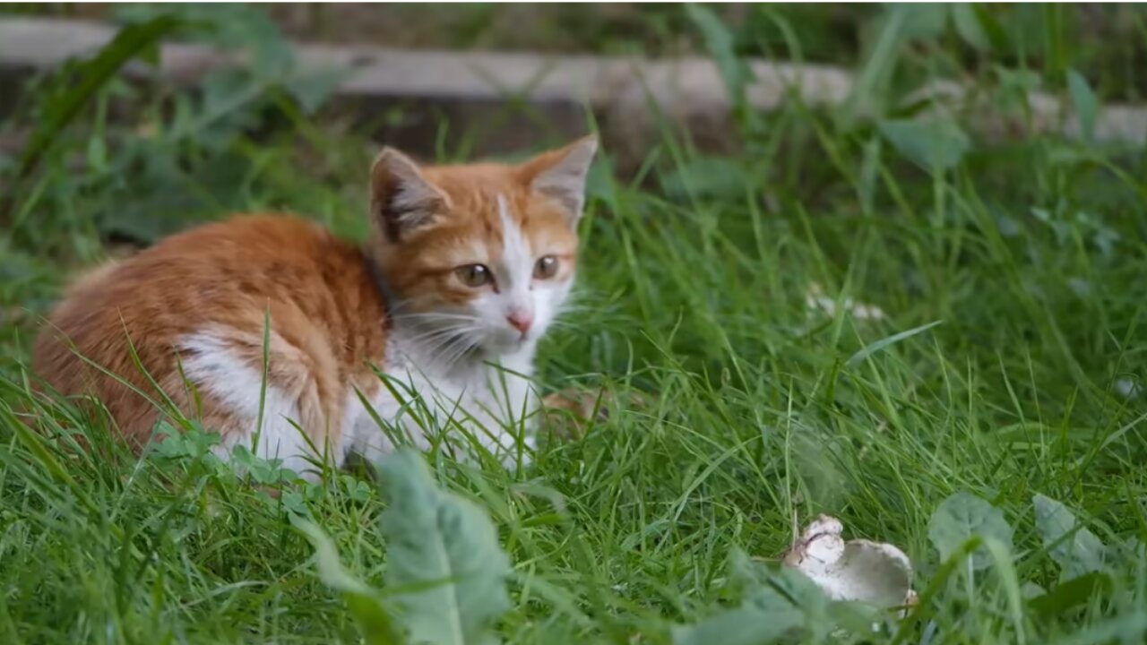 Beautiful cat in the grass