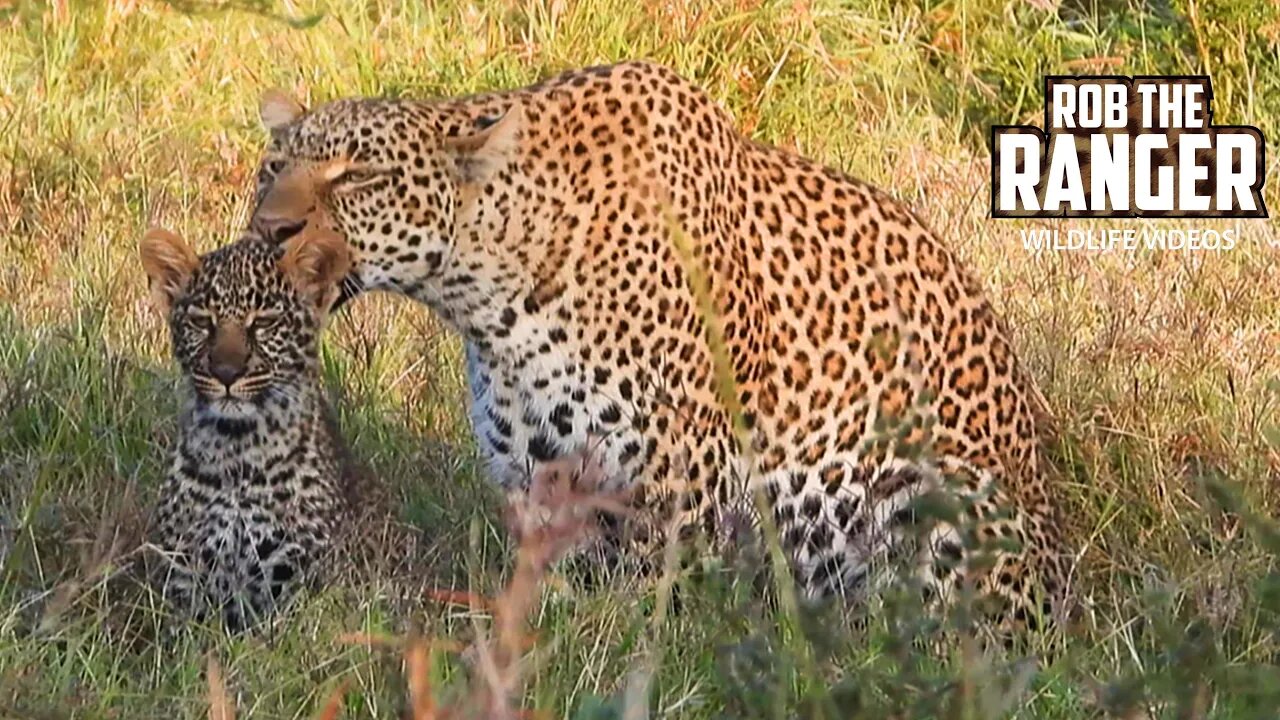 Leopard And Cub On the Rocks | Maasai Mara Safari | Zebra Plains