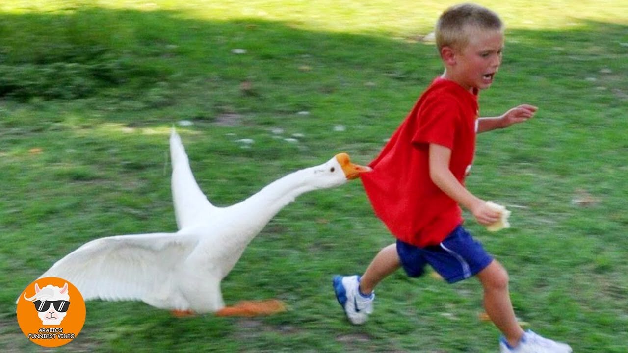 Funny Goose Chasing Babies Compilation