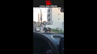 VACA ATROPELOU MOTOQUEIRO