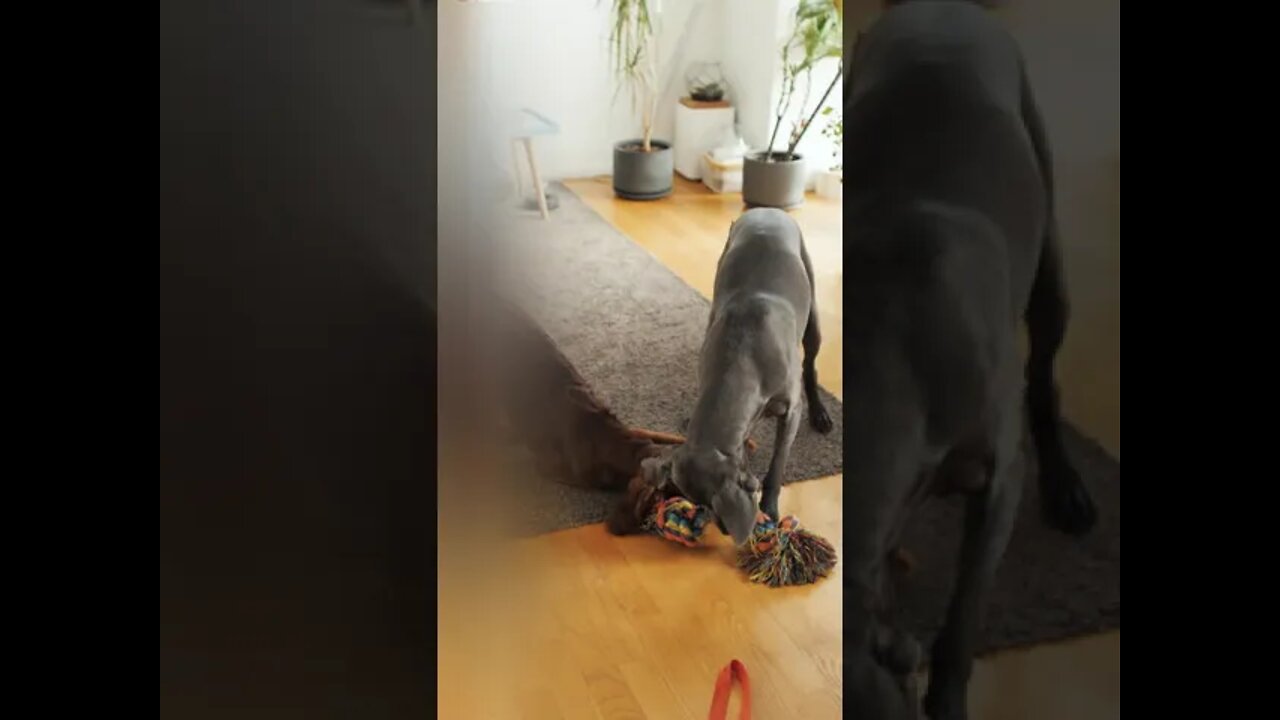 Dogs Funny Fight