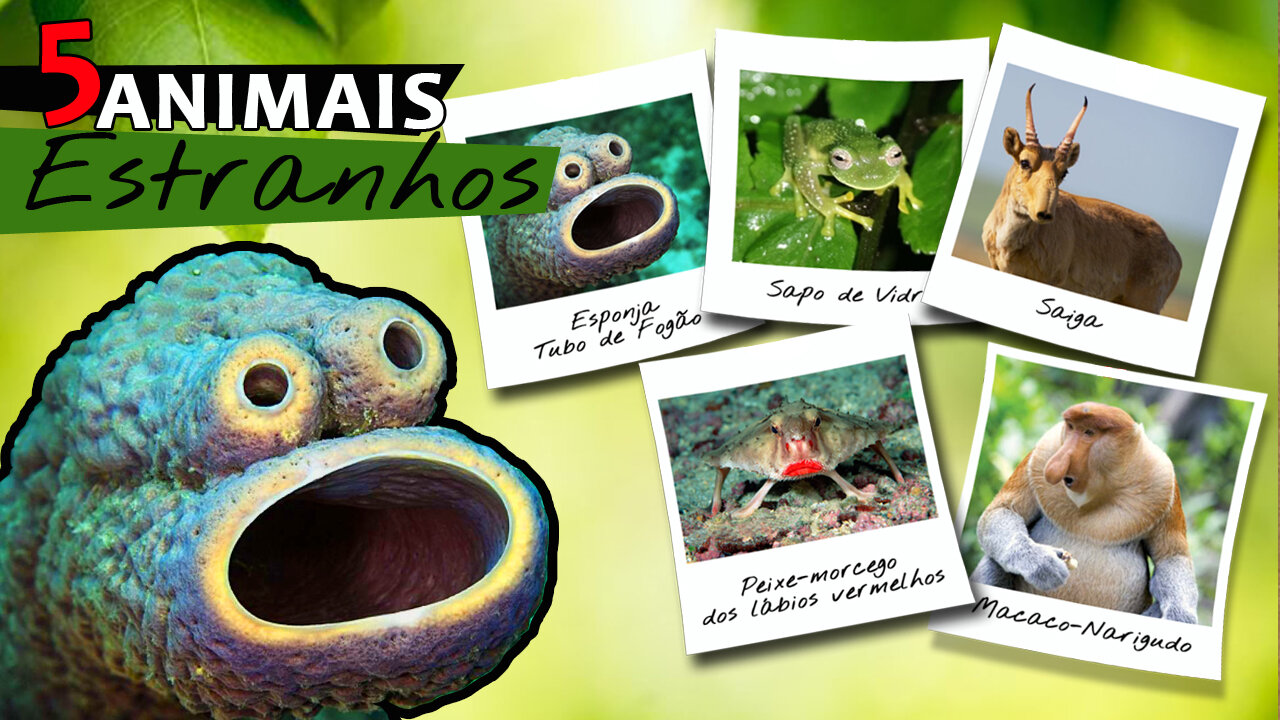 TOP 5 ANIMAIS MAIS ESTRANHOS DO MUNDO