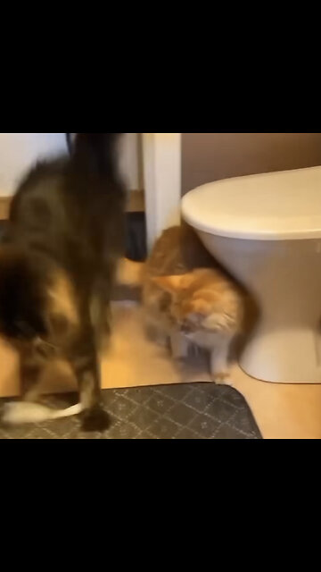 Cats Funny Trick😂