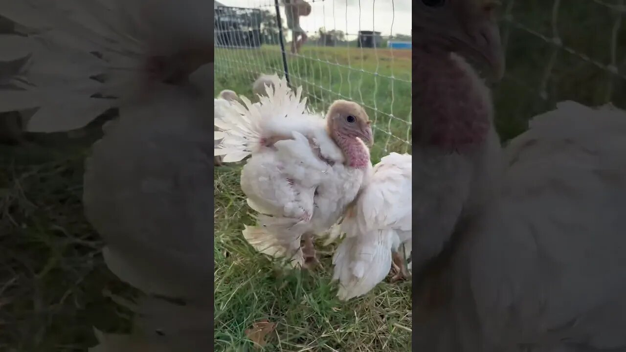 Let me tell you baby, you’re a jive turkey! #pasturedpoultry #turkeys www.freedompoultry.com