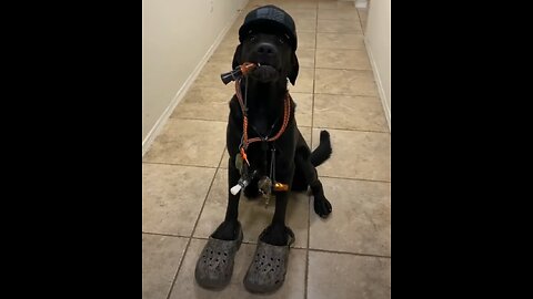 Funny PETS Compilation! #2