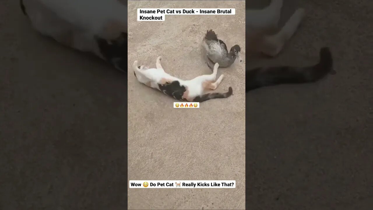 Insane Pet Cat vs Duck - Insane Brutal Knockout #shorts #animals #cat #pets #duck #wildlife