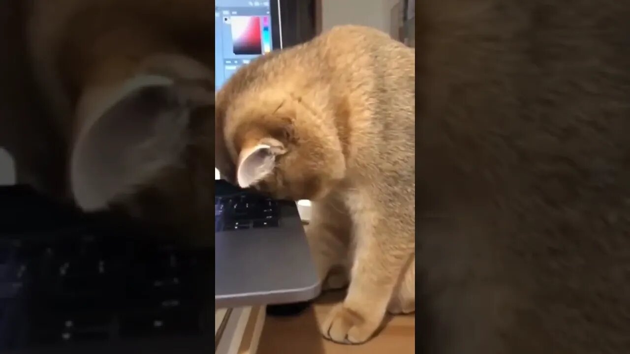 I can stand it, I can stand it.. yes...i can...😅🐈 #shorts #cat #tiktok