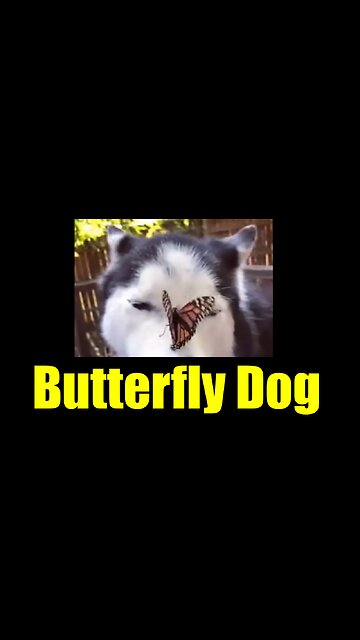 Butterfly Dog