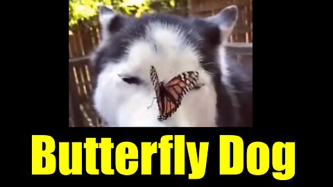 Butterfly Dog