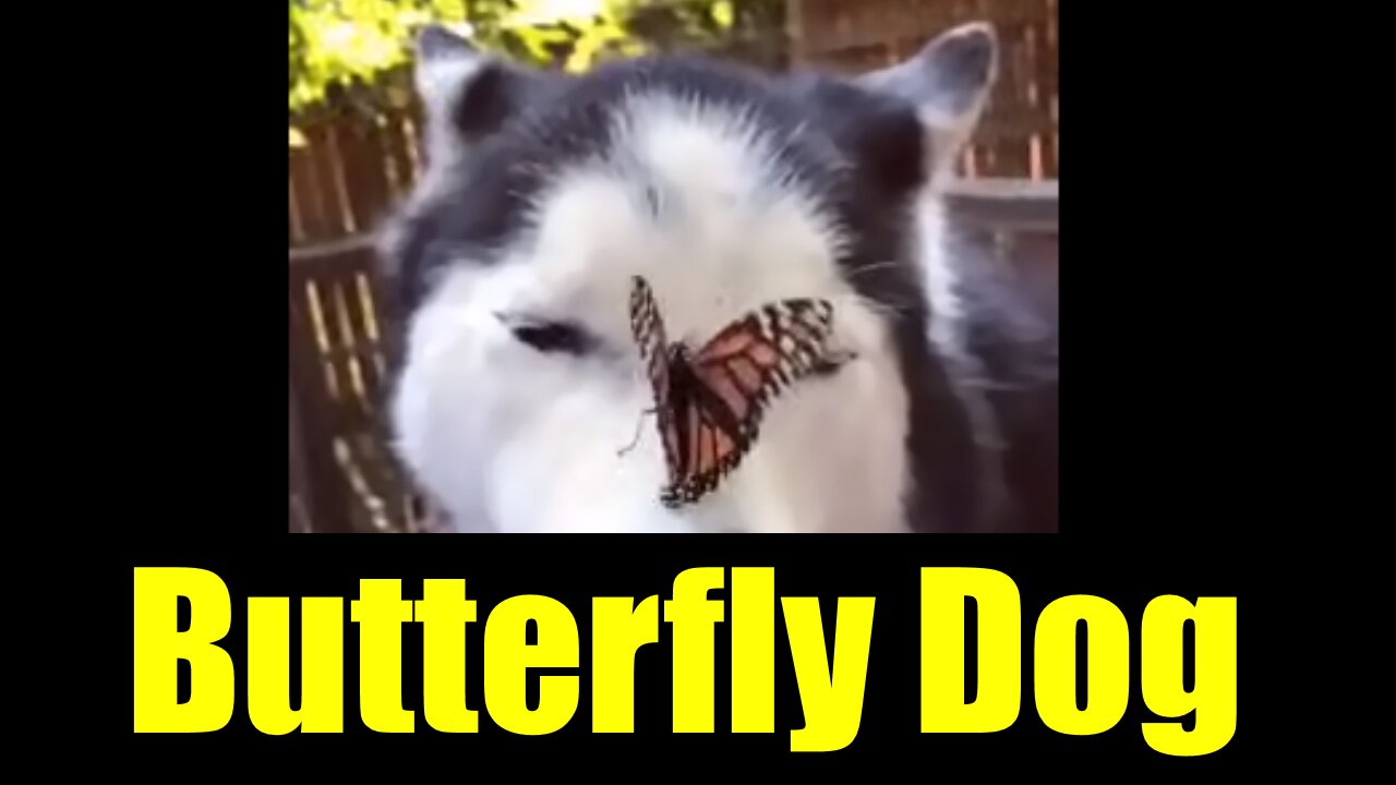 Butterfly Dog