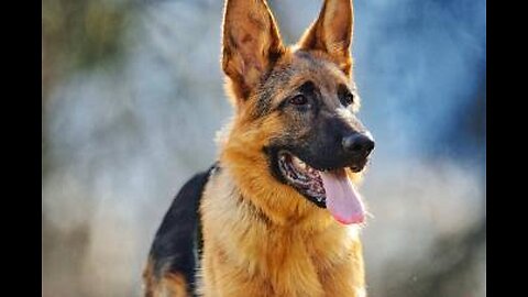 German Shepherd barking #shorts #dog #GermanShepherd