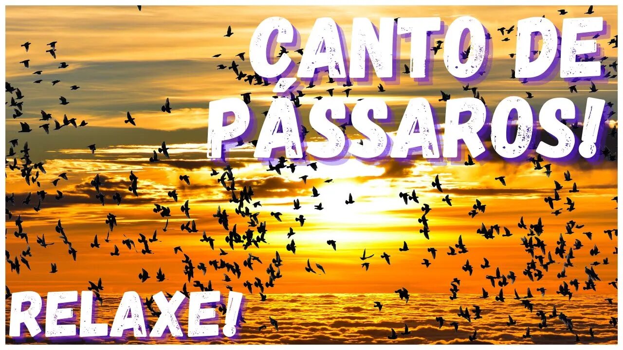 Canto de pássaros! Som divino! Relaxe, medite, durma, ore e estude!