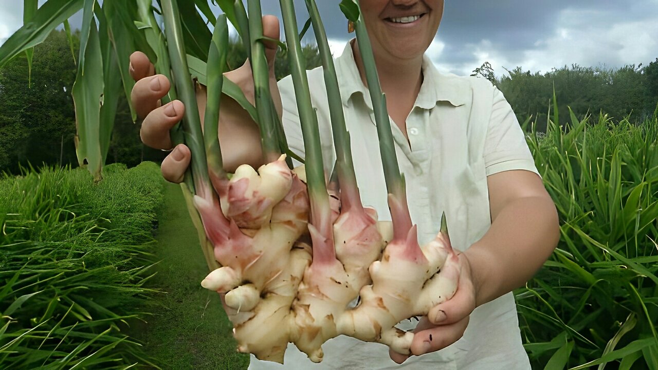 Young Ginger Farming Techniques #agriculture #farmlife