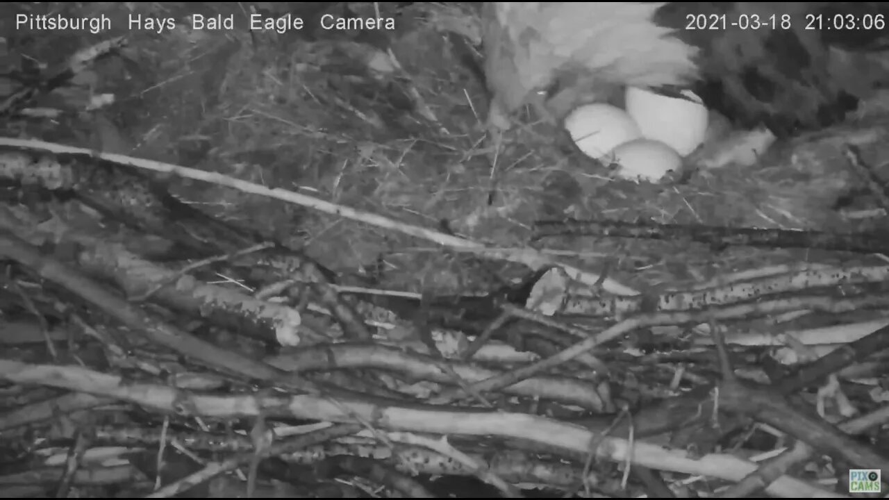 Hays Eagles pip watch looking promising! 2021 03 18 21:02