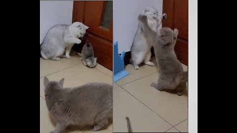 They started fighting when first cat slaped small cat 😜💪