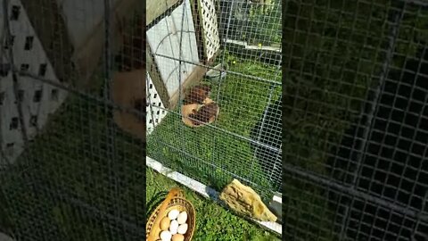 Older chicks moved to the tractor.