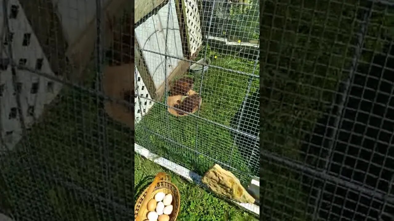 Older chicks moved to the tractor.