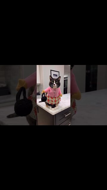 Just funny cat what the hell